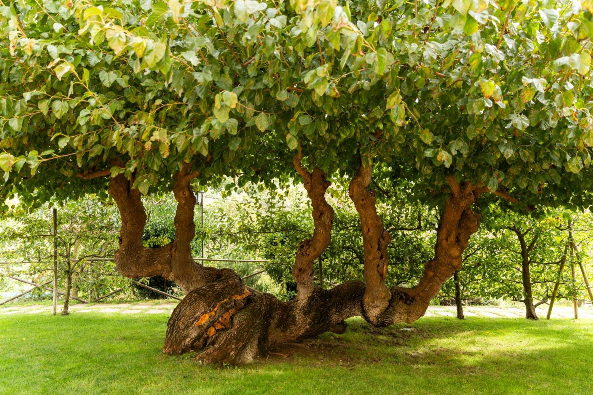 Agriturismo I Gelsi Di Santa Cristina Γκούμπιο Εξωτερικό φωτογραφία